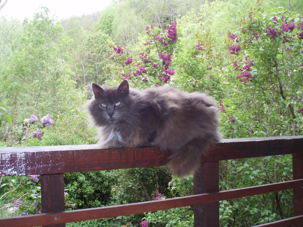 Moulin De Cornevis Bed And Breakfast Привас Екстериор снимка